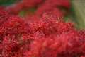 FE85mm/1.8@