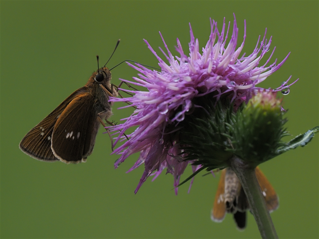 価格 Com 400mm域 オオチャバネセセリ オリンパス M Zuiko Digital Ed 150 400mm F4 5 Tc1 25x Is Pro Orchis さんのレビュー 評価投稿画像 写真 昆虫撮影にも良好