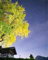 福山市指定樹木の銀杏とオリオン座
