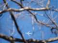 旅客機　高度１２，０００ｆｔ上空がどれくらい撮れるか、鳥撮の合間にパチリ。