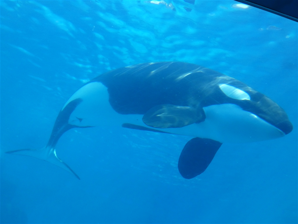 価格.com - 『暗いのは苦手、水族館でもそこそこ明るければなんとか