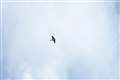 ２．飛んできた燕に間に合うAF駆動（押す間カスタムゾーン＋AF-C　1／500秒、F4.5）。