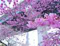 ルミックスはカラーが命。桜の色の表現が抜群！