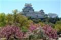 八重桜と姫路城