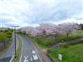 8mm(35mm換算16mm)で表現できる広い画角とGH6のレンジの広い色で表現された桜の風景