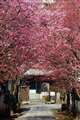 おかめ桜