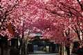 おかめ桜　桜の軟らかさも表現