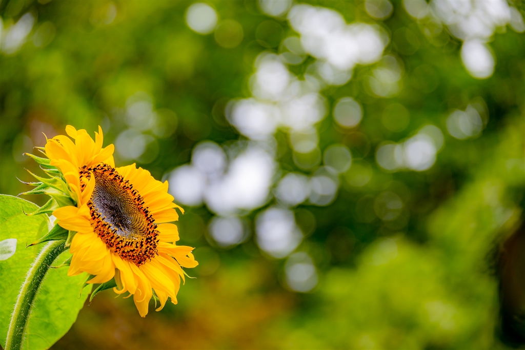 価格.com - 『玉ボケサンプル』ニコン NIKKOR Z DX 50-250mm f/4.5-6.3