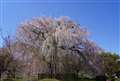 京都円山公園しだれ桜
