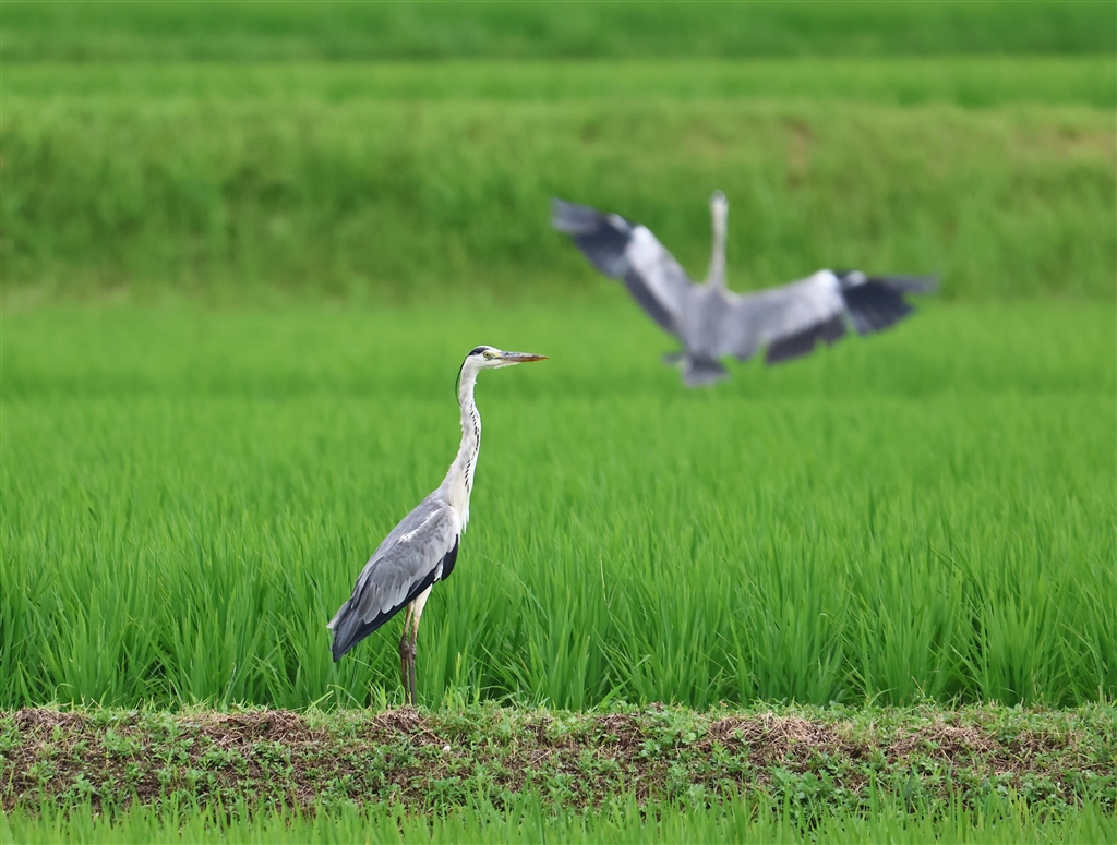 価格.com - 『青サギ止まる』CANON EOS R7 ボディ nabu1962さんのレビュー・評価投稿画像・写真「多機能でコスト・パホー ...