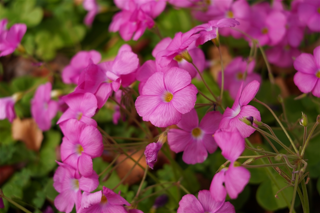 価格.com - 『5．近接時のボケもきれいです。（F5.6、60mm、α7C