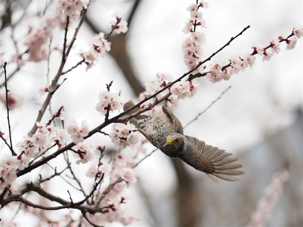 価格 Com 素人でも 鳥認識 プロキャプチャーで簡単に飛び立つ瞬間が撮れました Omデジタルソリューションズ Om System Om 1 ボディ ぎ がさんのレビュー 評価投稿画像 写真 鉄道撮影におすすめ フルサイズ派の人もサブ機として