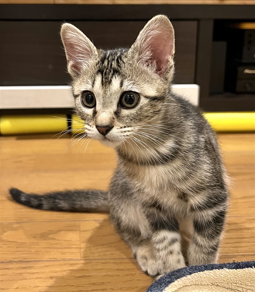 価格 Com ミックス ミックス 猫 Ns Mocoさんのレビュー 評価投稿画像 写真 保護猫という選択肢 価格 Com ミックス ミックス 猫 Ns Mocoさんのレビュー 評価投稿画像 写真 保護猫という選択肢
