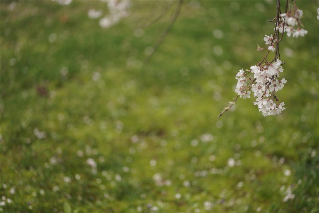  sony fe 85mm f1 8 sel85f18 lrasm 