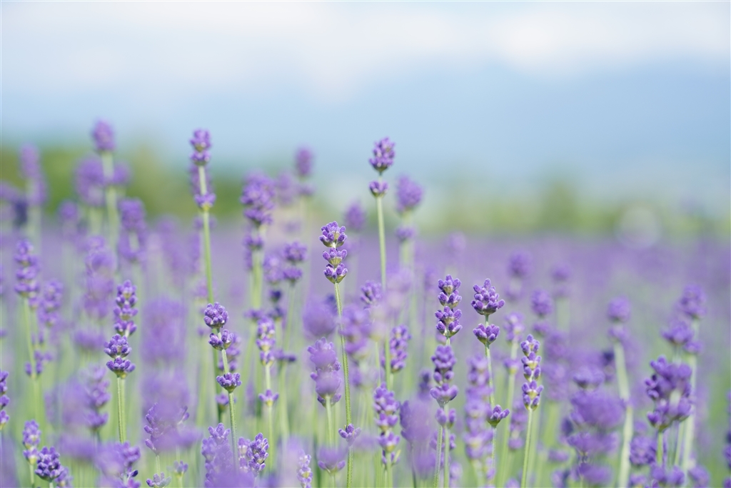価格.com - 『ぼけの雰囲気を』SONY FE 24-70mm F2.8 GM II SEL2470GM2 GENGARさんのレビュー ...