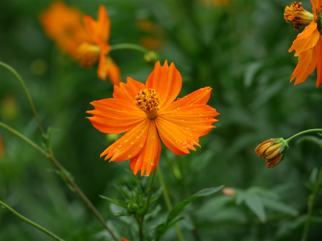 3-100mm-f5-6-lumix-g-vario-35-100mm-f4-0