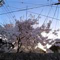 LEICA 1-inchY̎ʐ^(Ql)