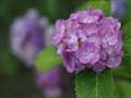 OM ZUIKO ̖ 50mm F1.4 ŁBܓVȂwʃj^[ł̃sg킹Ƃ