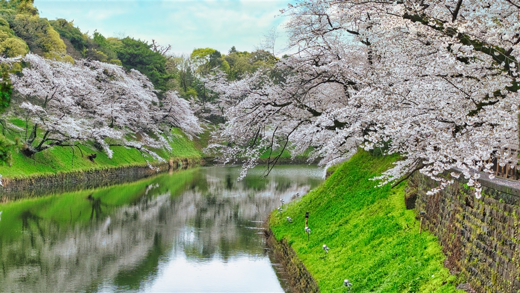 ラッカ庵野 微高レート スリーブ付き 価格.com - 『桜のシーズンは全容が捉えられて、超広角レンズは