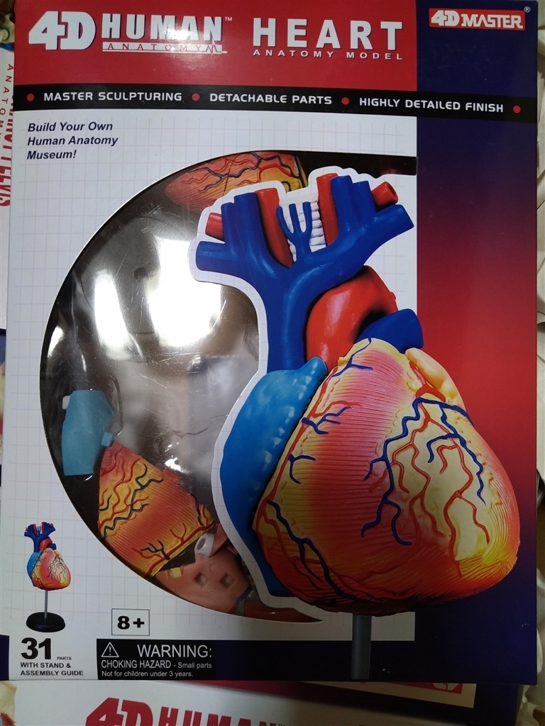 価格.com - 青島文化教材社 立体パズル 4D VISION 人体解剖 No.10 心臓 