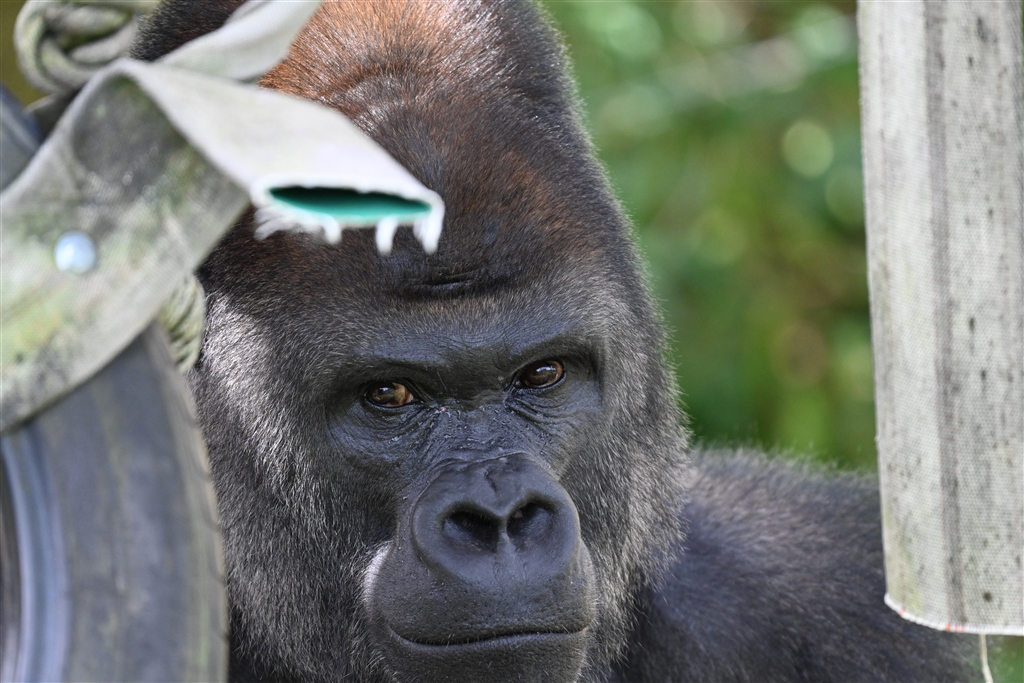 価格.com - 『東山動物園のイケメンゴリラ シャバーニ （テレ端