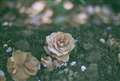 planar 50mm f1.4