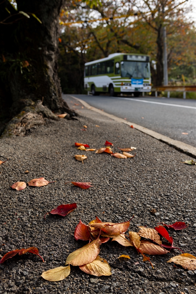 やっぱ王者の風格 EF28-70mm F2.8L USM レビュー - セコハン写真