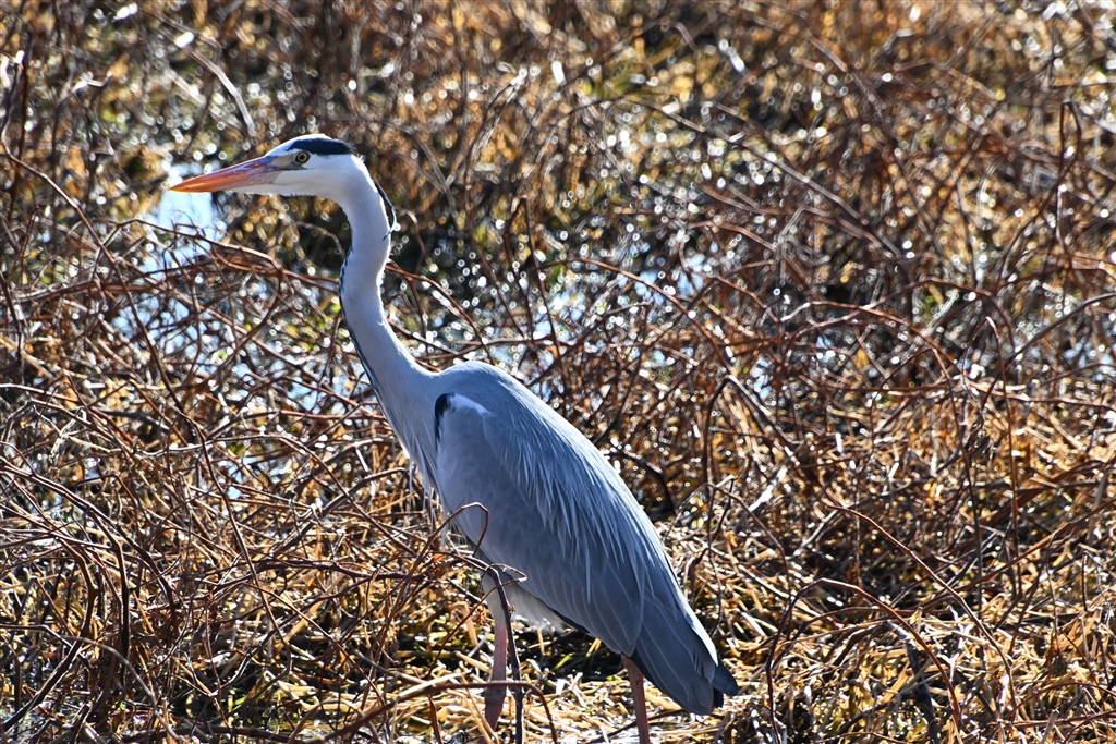 価格.com - 『どうしてなかなか良い写真が撮れます。』TAMRON 18-400mm F/3.5-6.3 Di II VC HLD (Model  B028) [ニコン用] Qキューさんのレビュー・評価投稿画像・写真「実用的な超高倍率ズームレンズ」[727895]