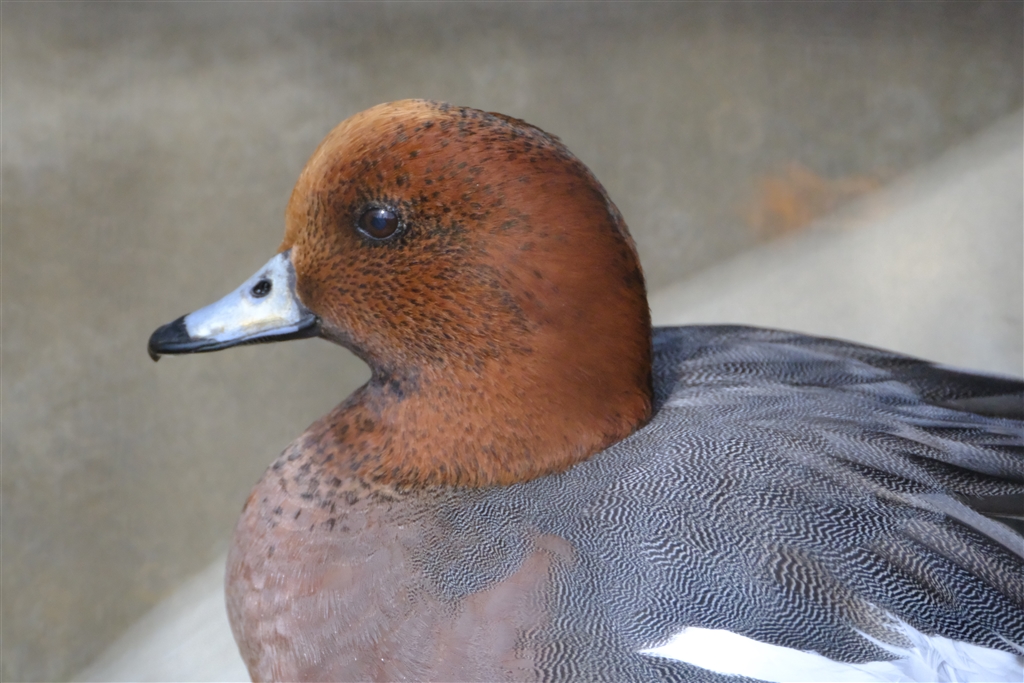 価格.com - TOKINA SZX 400mm F8 Reflex & 2X エクステンダーKIT MF