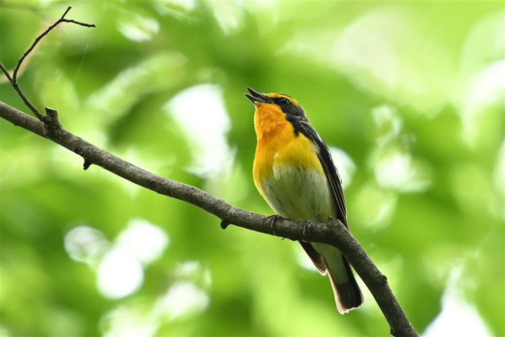 名鳥 キツツキの探鳥記
