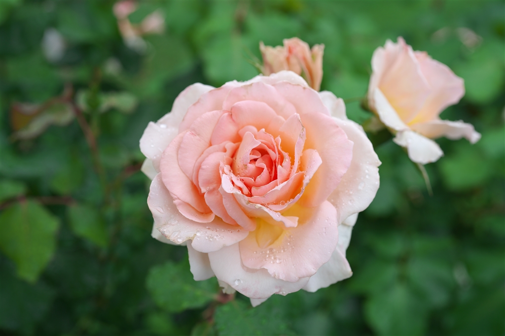  sony fe 50mm f2 8 macro sel50m28 you na 