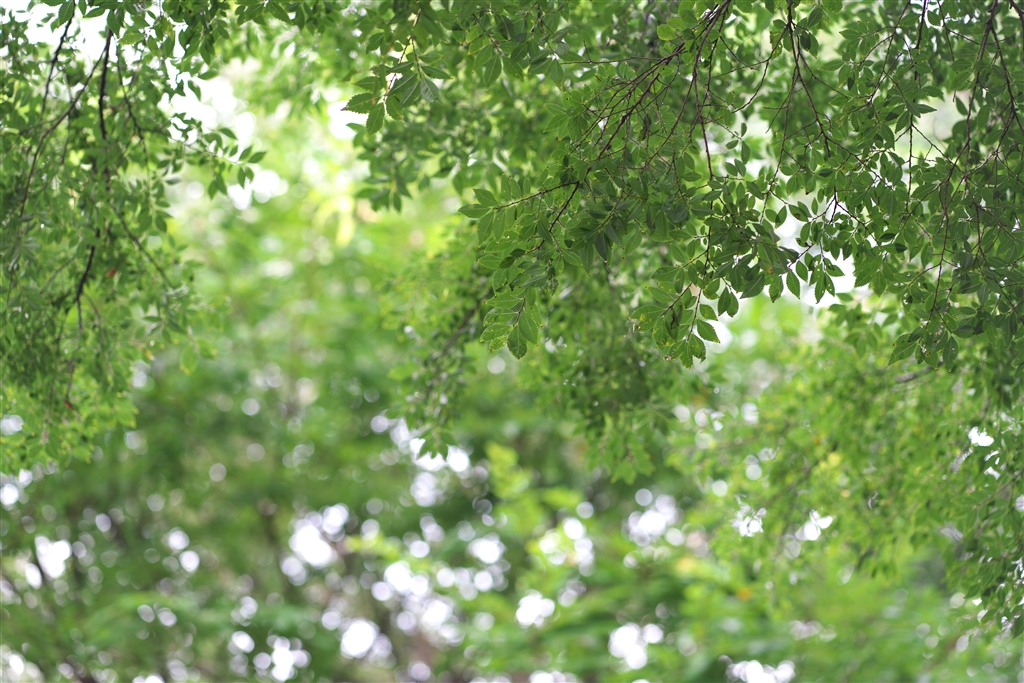  sony fe 85mm f1 8 sel85f18 you na 