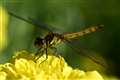 TAMRON SP 90mm F/2.8 Di MACRO 1F1 VC USD F004N, f/13 (ZTɃS~Ă܂..)