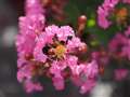 ZD50mmF2macro