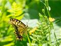 �L�A�Q�n Papilio machaon hippocrates @�w�n�R