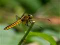 �n���r���g���{ �� Lyriothemis pachygastra