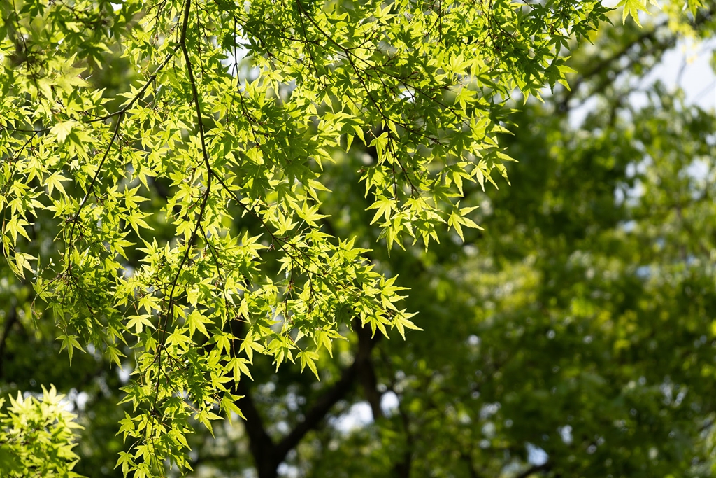  sony fe 28 70mm f3 5 5 6 oss sel2870 zukato 