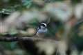 �O�{�P�Ɣw�i�{�P�ɕ������G�i�K����@600mm  F5.6