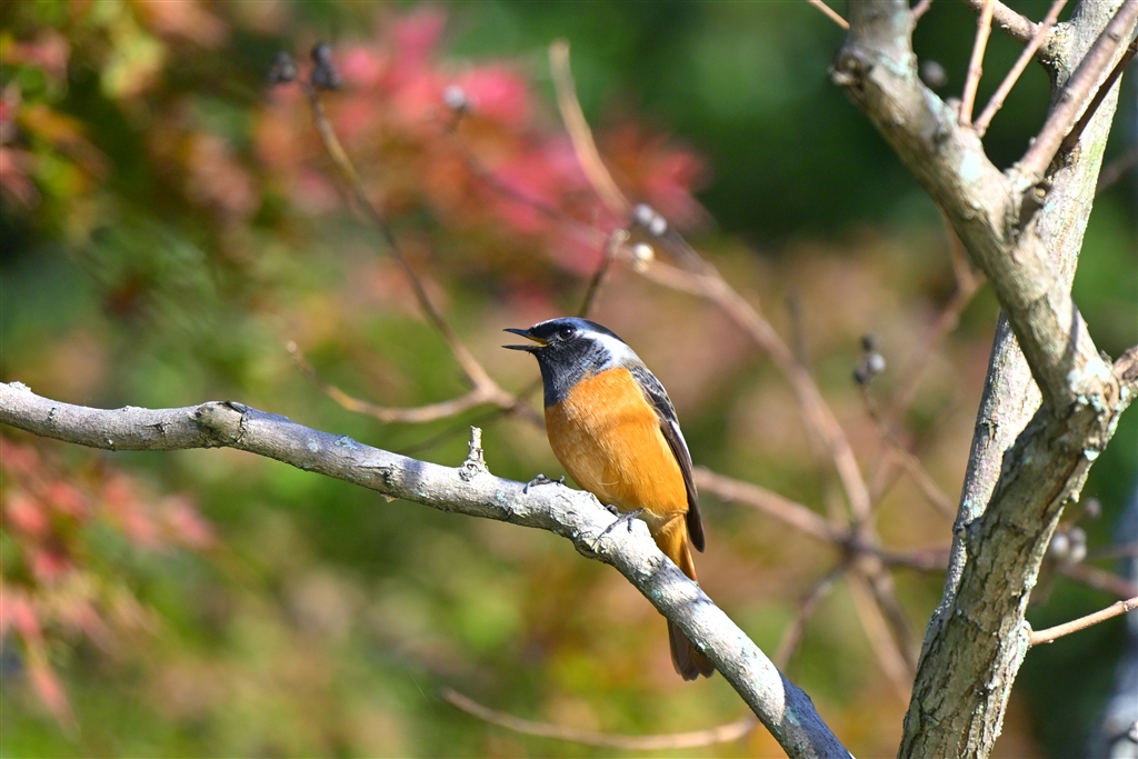 鳥（リアル） 2022年：野鳥画像サンプル：Nikon Z50＋NIKKOR Z 800mm f/6.3 VR S