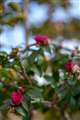 70mm f2.0