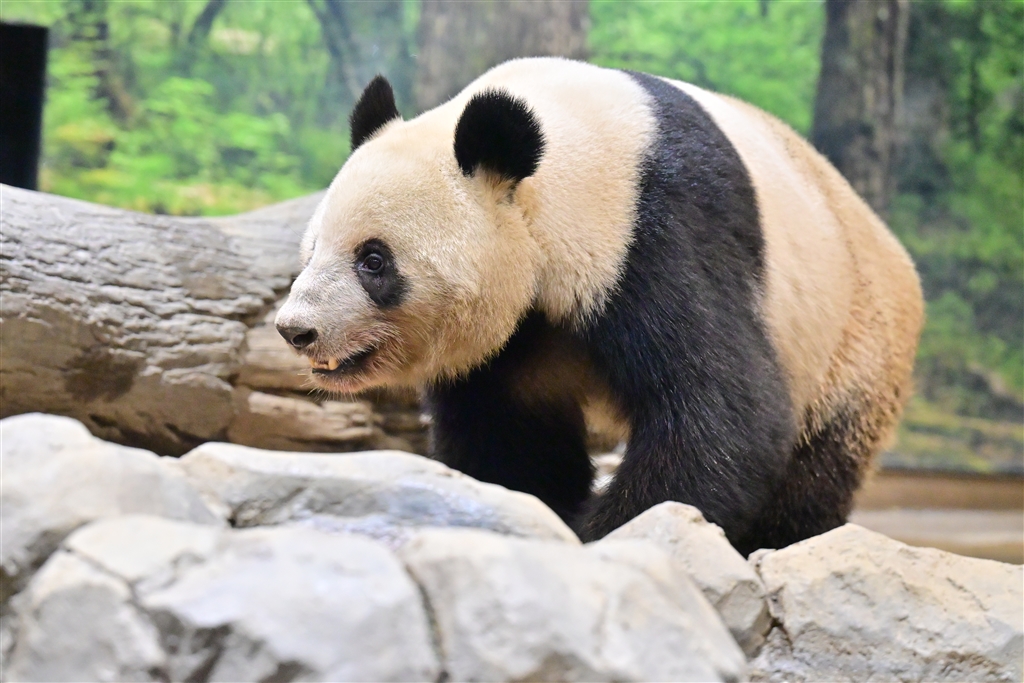 価格.com - 『暗い室内展示場に居る子供パンダのシャオシャオ』ニコン