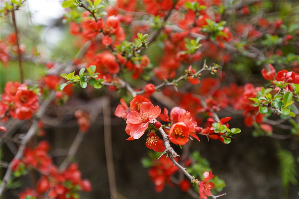 価格.com - 『最短撮影距離付近で絞り開放』VILTROX AF 40mm F2.5 AIR