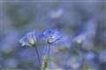 ai micro nikkor 105mm f4ɂ