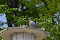 SIGMA150-600ɂ