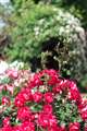 F1.8iJƌaHڗ܂j