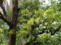 EF200mm F2.8LUFF5.6