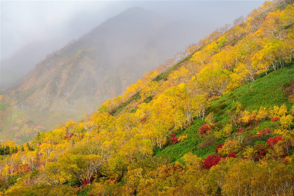 価格.com - ニコン NIKKOR Z 70-200mm f/2.8 VR S Lazy Birdさん