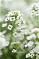 Z6III�{NIKKOR Z MC 105mm f/2.8 VR S �����ȑ���(2)