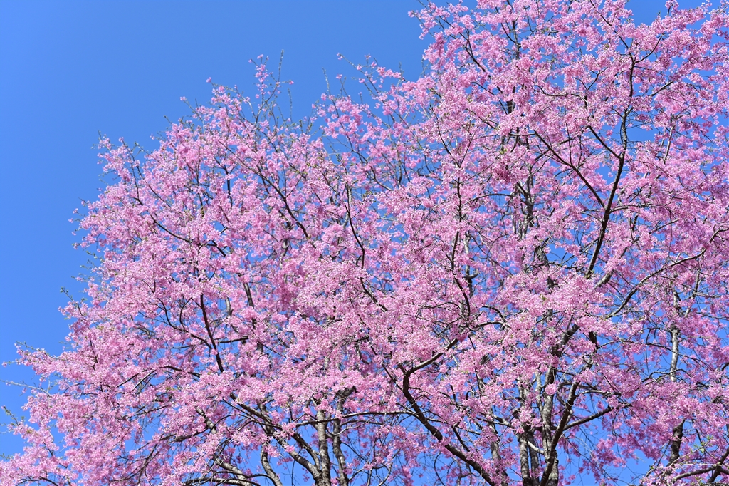 価格.com - 『空と桜の発色も綺麗』ニコン NIKKOR Z 24-120mm f/4 S