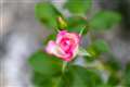 f1.2 1/1250 0.3ev ISO200
